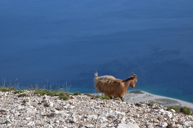 Фото Коза, стоящая на суше у моря