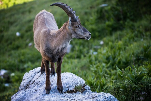 Foto la capra in piedi sulla roccia