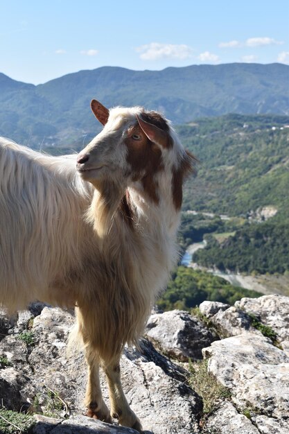 Foto una capra in piedi su una roccia