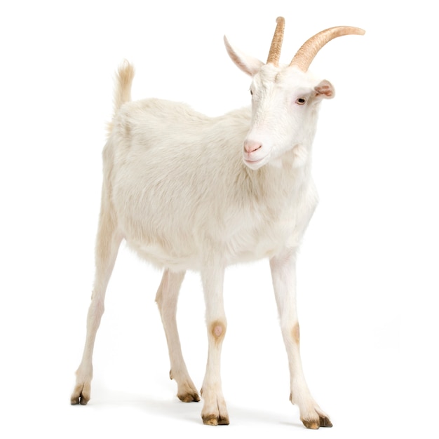 Photo goat standing up isolated on a white background