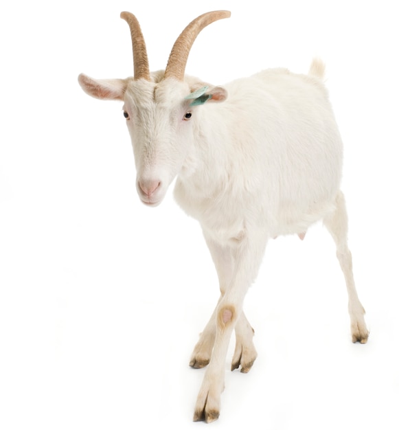 Goat standing up isolated on a white background