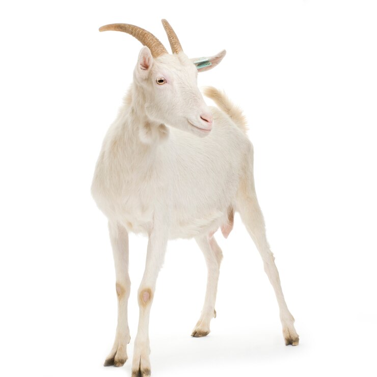 Photo goat standing up isolated on a white background