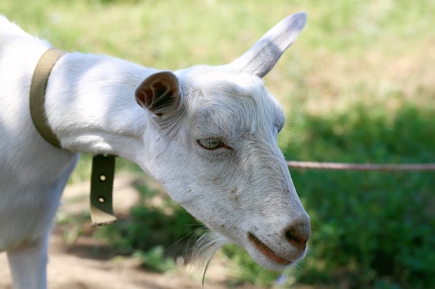 Goat for a summer village yard