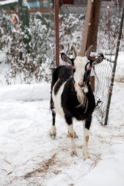 A goat walks in the snow