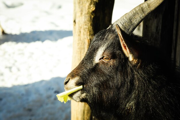 Goat in winter season in sunny day close up