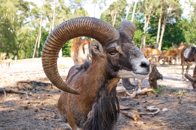 goat with big horns close-up, pasture in the park