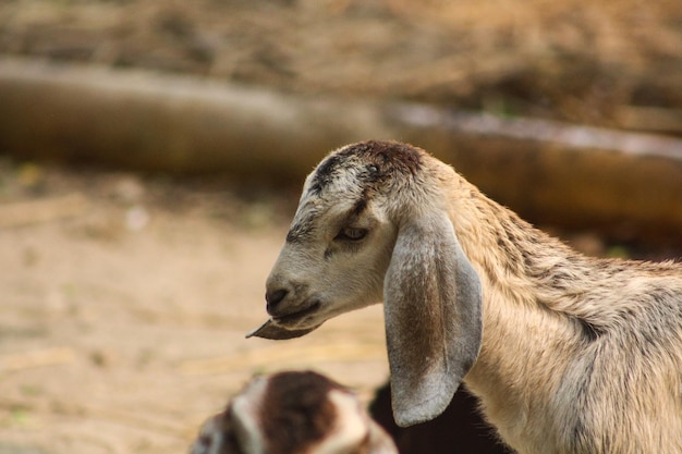 A goat with a black nose