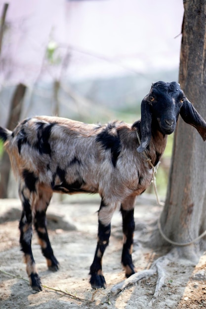 A goat with black spots on its body