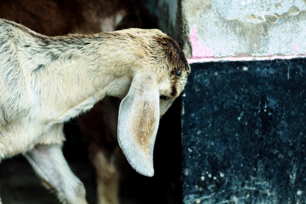 A goat with a black and white face