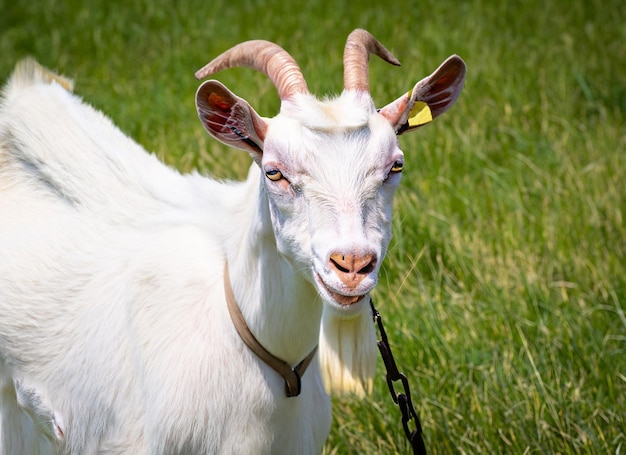 A goat with a collar on it