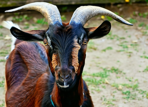 A goat with horns and a blue collar is looking at the camera