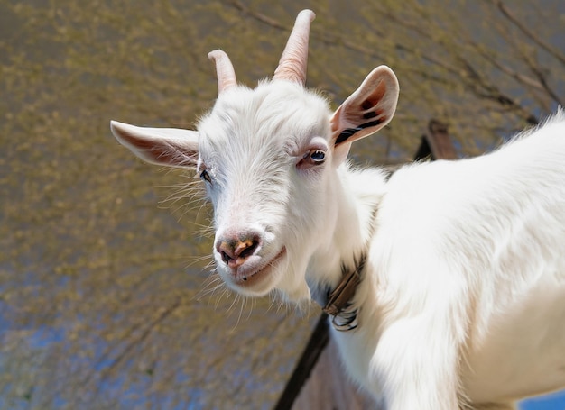 A goat with horns and a collar