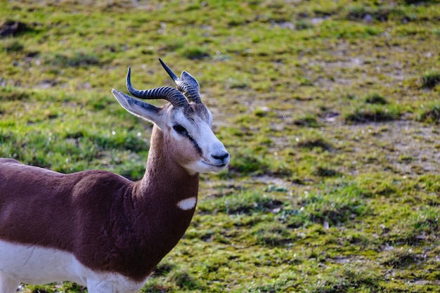 Photo a goat with horns standing in grass