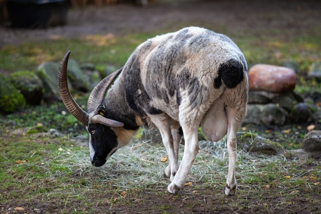 A goat with large horns grazes on a green meadow.