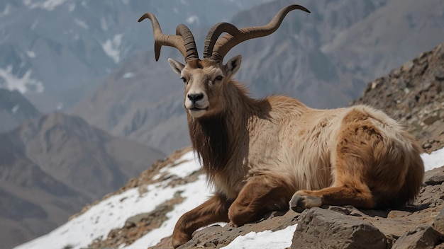 a goat with large horns laying on a mountain