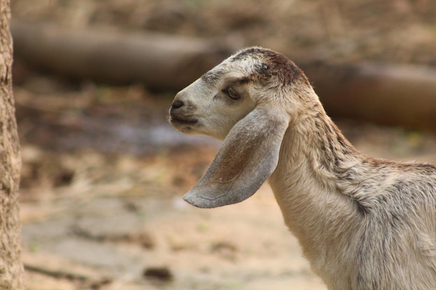 A goat with a nose and mouth