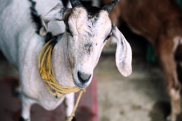 A goat with a rope around its neck