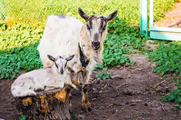 Goat with  small goat in  garden of  farm. Breeding goats dairy breeds