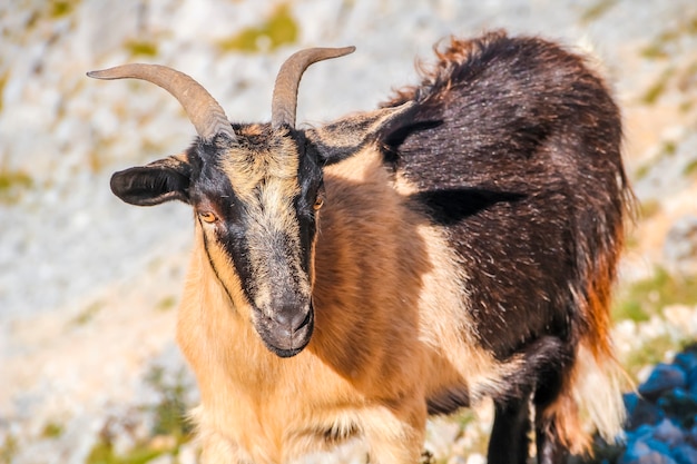 Una capra con piccole corna sulle vette dell'europa. asturie