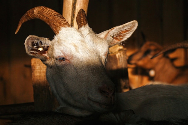 Goat with sunlight in her eyes in barn