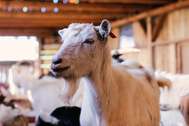 A goat with a tag on its ear