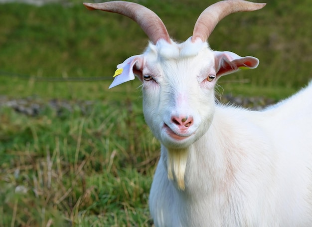 A goat with a tag on its ear