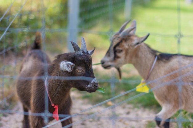 動物園のヤギ