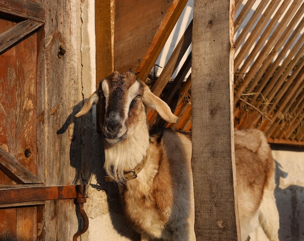 Goats of the Anglo Nubian breed in a pen in winter on a farm