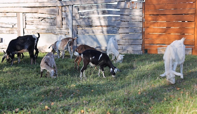 Photo goats of the anglo nubian breed walk in the meadow in autumn eat green grass in a clearing