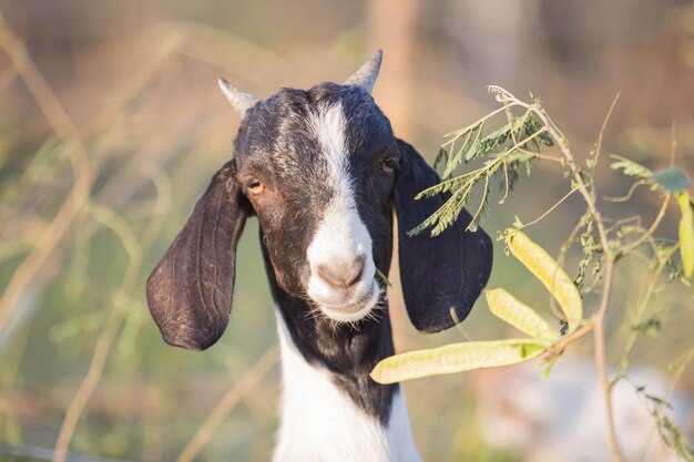 Foto le capre stanno mangiando acacia nella fattoria.