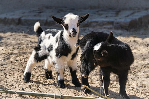 염소 농장 동물 특히 어린 동물인 경우 관찰하는 것이 흥미롭습니다.