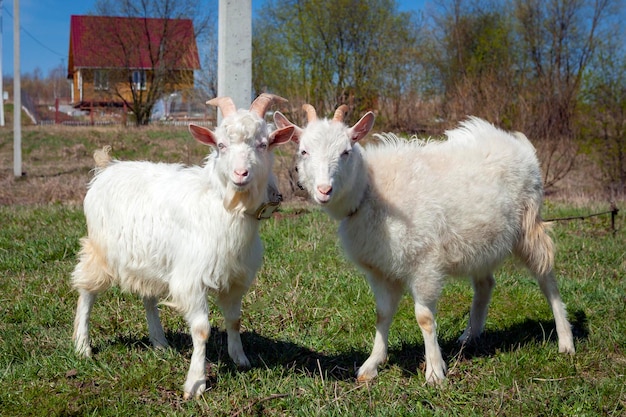 The goats are playing in the meadow...