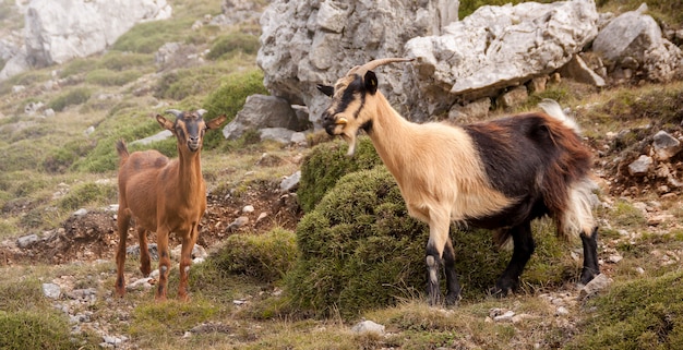 Goats on the Cares route in Picos de Europa.