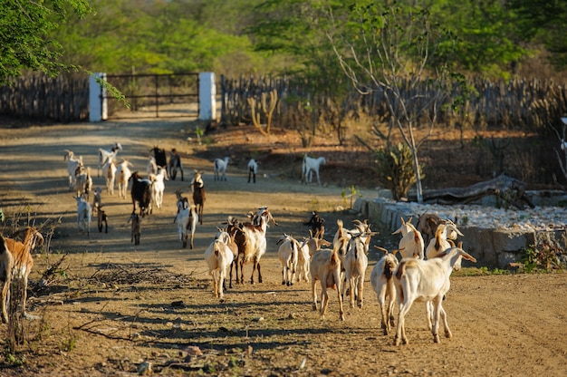 Goats in the Cariri region, Cabaceiras, Paraiba, Brazil on November 1, 2012.