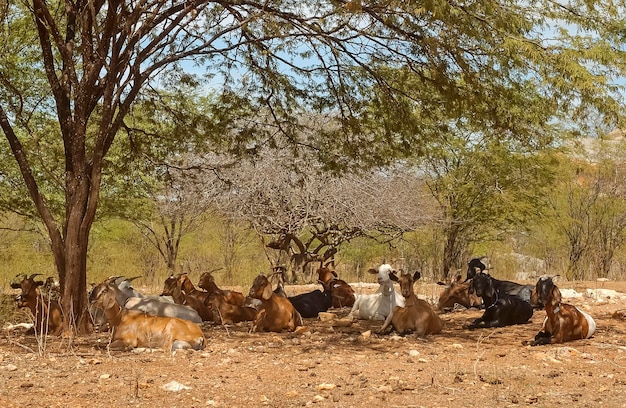 Goats in the Cariri region with a semiarid climate in the Brazilian Caatinga biome Paraiba Brazil