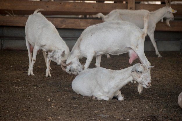 Photo goats in the corral of the farm