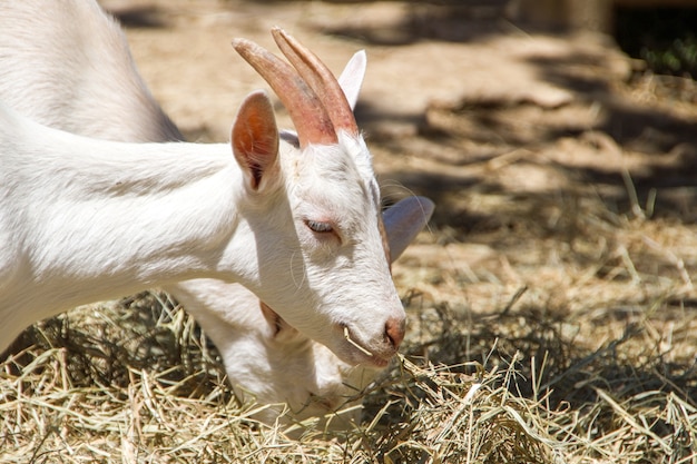 Goats eating at a farm in Rio de Janeiro Brazil