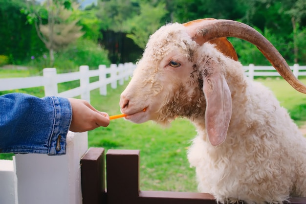 Goats eating food . sheep eating carrot in farm. 