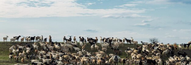 農場の牧草地で草を食べているヤギ