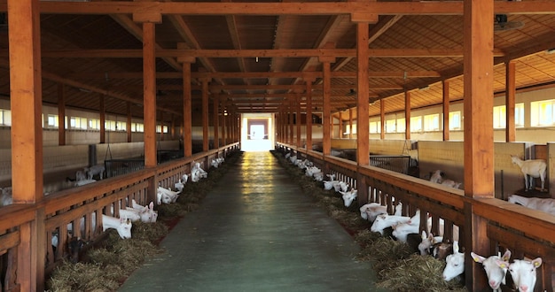 Goats eating in the modern farm Domestic goats farm Agriculture and ecology Modern livestock farming business Ecologically friendly farming