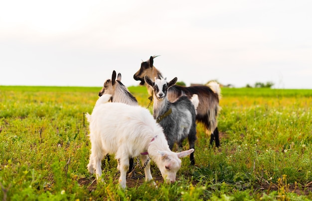 goats on the eco farm eating grass