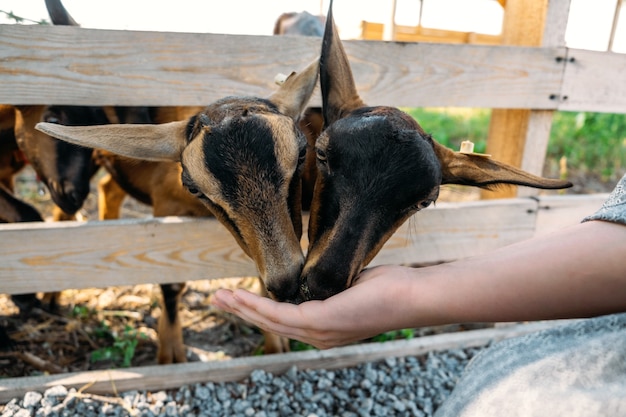 木製の避難所に立って、ヤギのカメラの利点を見ている農場の茶色のヤギのヤギ