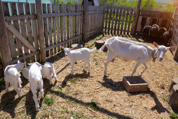 Goats on a farm in a stall in the open air