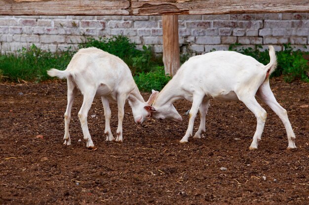 Photo goats on the farm