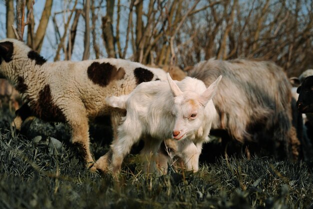 Photo goats in a field in spring