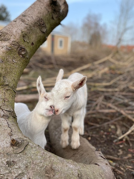 Foto capre in un campo