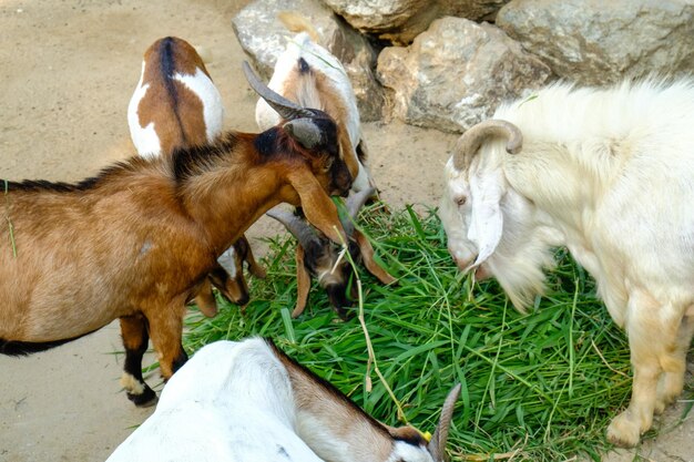 Photo goats in a field