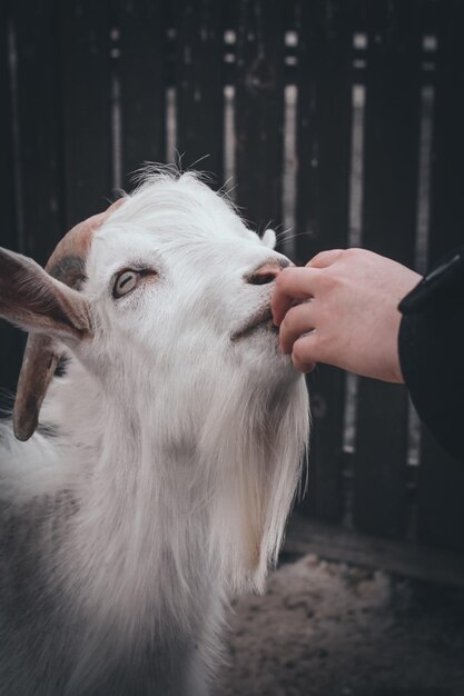Goats galore exploring the world of caprine charm