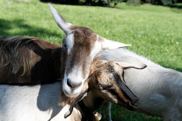 Photo goats in grass