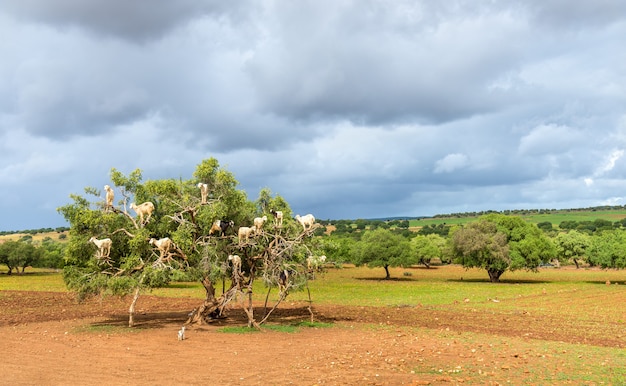 Козы пасутся на аргановом дереве - Марокко, Северная Африка